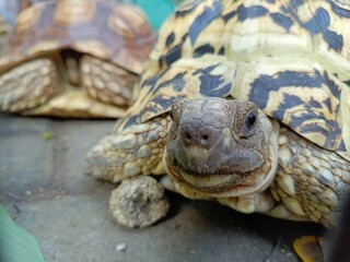 Close-up of sulcata tortoise while eating, copyspace