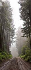 A Road through the Forest v1 02