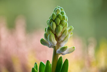 Hyacinth (Hyacinthus L.) is a genus of monocotyledonous plants in the asparagus family (Asparagaceae). In the past, it was classified in the Hyacinthaceae family, or in the Liliaceae family