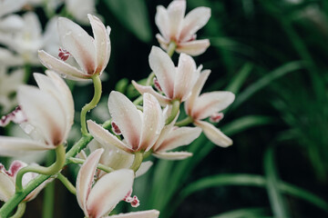 Obraz premium Close-up of elegant orchid blooms adorned with water droplets, set against a vibrant green foliage background, evoking freshness, purity, and the beauty of nature.