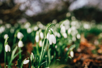 Snowdrop blossoms in close view with a blurred floral background, symbolizing renewal and the advent of spring. Features vivid green and white colors surrounded by earthy tones.