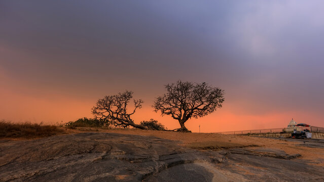 Two trees against sunset at Lalbagh gardens, Bangalore, India