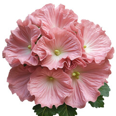 Delicate Pink Hibiscus Blossoms, Close-Up Arrangement isolated transparent background cutout