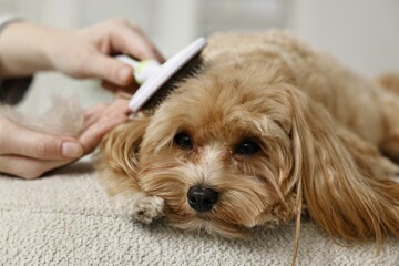 Woman brushing dog's hair at pouf indoors, closeup. Pet grooming