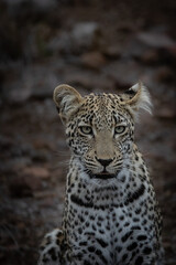portrait of a leopard