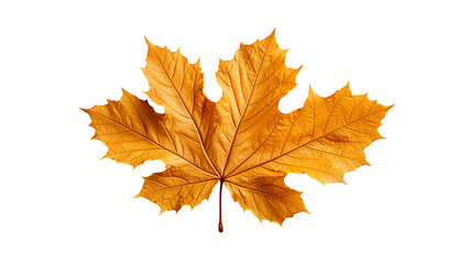 Obraz premium Golden Maple Leaf Isolated Autumn Leaf, Yellow and Orange Foliage on White Background, isolated on transparent background.