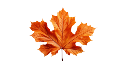 Orange Maple Leaf Rustic Autumn Fall Design, Nature-Inspired Foliage on White Background, isolated on transparent background.