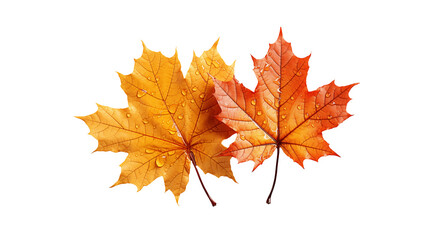 Fototapeta premium Autumn Maple Leaves Dew Drops on Red Foliage, Nature-Inspired Fall Background, isolated on transparent background.