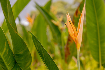 bird of paradise plant