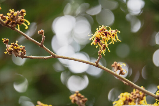 Branch of witch hazel with yellow blooms and blurred background
