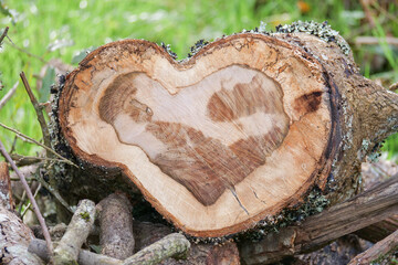 Heart shaped tree stump with natural texture pattern