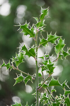 Close up of spiky holly leaves against a blurred green background