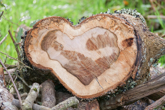 Heart shaped tree stump with natural texture pattern