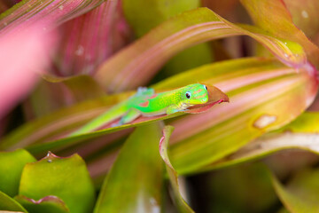 gold dusk day gecko