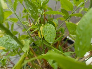 Dew or rain on green leaves and grass on blurred background