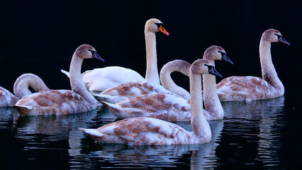 Jezioro łabędzie © Wojciech