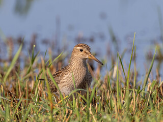 An immature Pectoral Sandpiper walking through wet grass