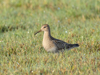 An immature Pectoral Sandpiper standing in wet grass