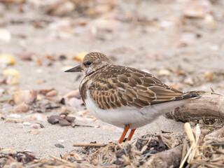 A close up of an immature Ruddy Turnstone standing on a sandy beach