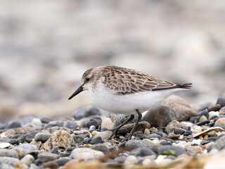 A Semipalmated Sandpiper in basic winter plumage standing on a pebbly shore