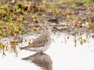 A Stilt Sandpiper molting into basic winter plumage feeding belly deep in a puddle