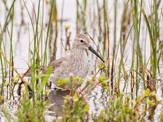A Stilt Sandpiper molting into basic winter plumage feeding amongst vegetation in belly deep water