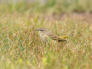 A Palm Warbler feeding on the ground in short grass
