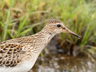 An ultra-close up of the wet head of an immature Pectoral Sandpiper that has been feeding in wet grass