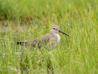 A Stilt Sandpiper molting into basic winter plumage feeding amongst vegetation in shallow water