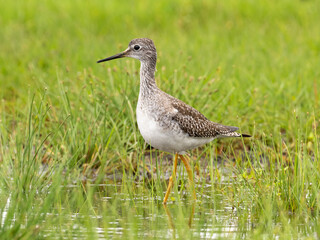 An alert immature Lesser Yellowlegs standing in shallow water amongst short marsh grass