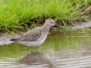A Stilt Sandpiper molting into basic winter plumage feeding in shallow water