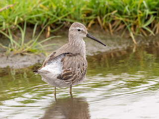 A Stilt Sandpiper molting into basic winter plumage standing in shallow water