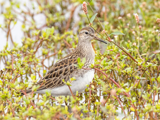 An immature Pectoral Sandpiper standing amongst vegetation in shallow water