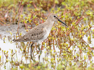 An alert Dunlin molting into basic winter plumage feeding amongst vegetation in shallow water
