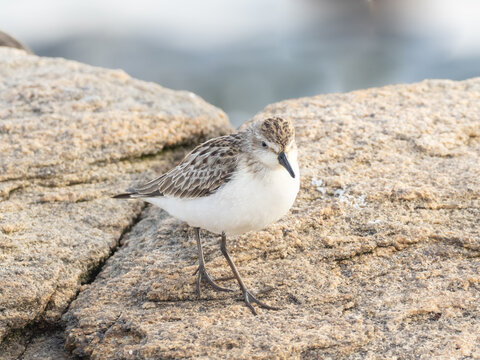 A Semipalmated Sandpiper in basic winter plumage walking across a gramite rock and showing unique webbing between the toes