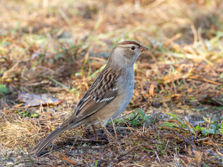 An immature White-crowned Sparrow feeding on the ground in short grass