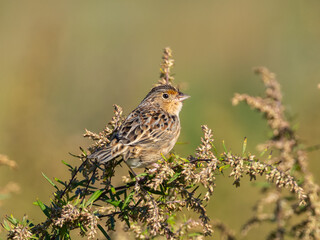 A Grasshopper Sparrow sitting up  amongst seedheads in bright sunlight