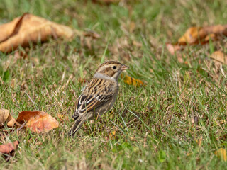 A Clay-colored Sparrow feeding on the ground in short grass