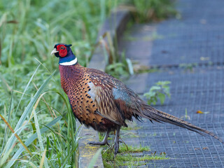 A male Common Pheasant standing on the edge of a boardwalk