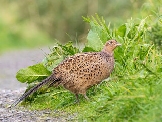 A female (hen) Common Pheasant standing amongst grassy vegetation