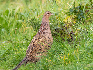 A female (hen) Common Pheasant standing amongst grassy vegetation