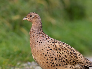 A close up of a female (hen) Common Pheasant