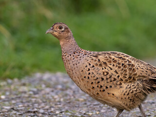 A close up of a female (hen) Common Pheasant