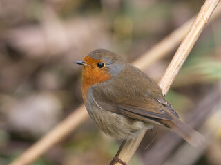 A close up of a European Robin perched on a small twig Robin