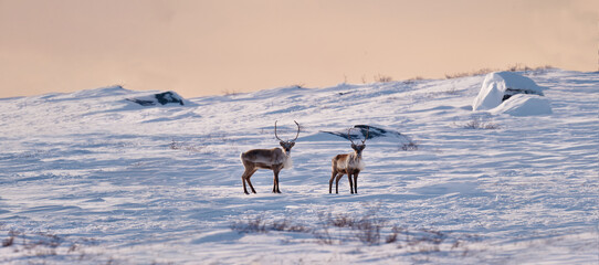 Reindeer  © Jake