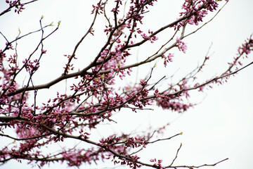 flowering tree redbud or cercis