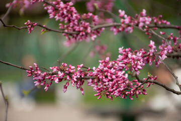 branches of exotic flowering tree redbud or cercis