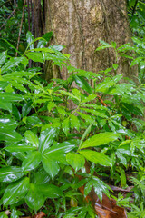 green leaves in the forest