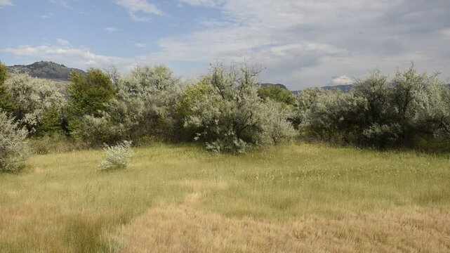Static shot of swiws, Haynes Point, Provincial Park, Osoyoos, British Columbia, Canada