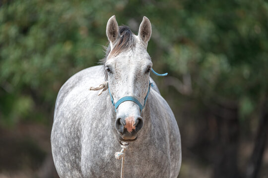 White horse wearing a blue halter standing in front of green trees - Powered by Adobe